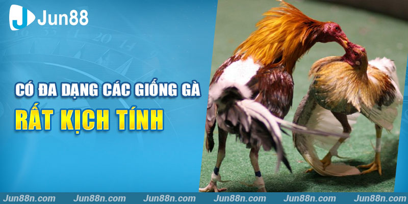 Có đa dạng các giống gà rất kịch tính